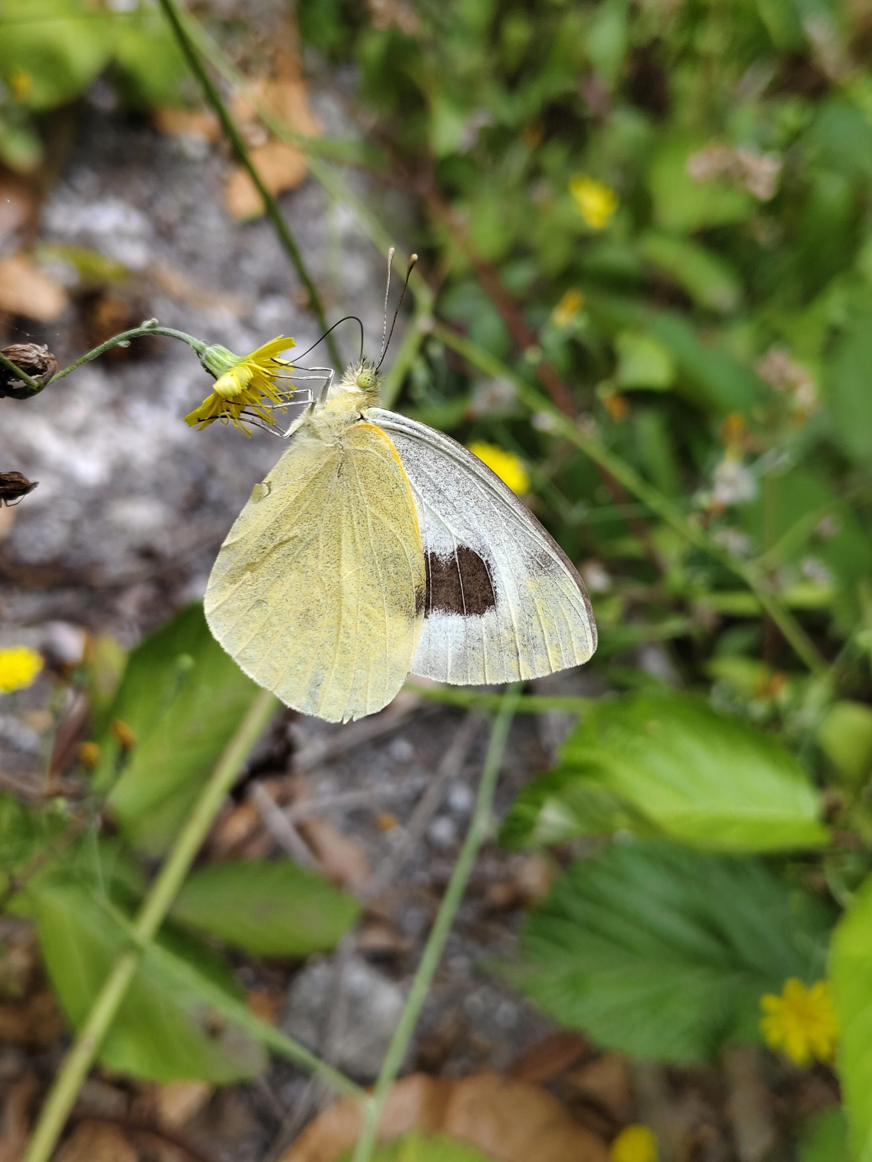 Mariposa 'Pieris cheiranthi benchoavensis,'.  LAURA CONCEPCIÓN