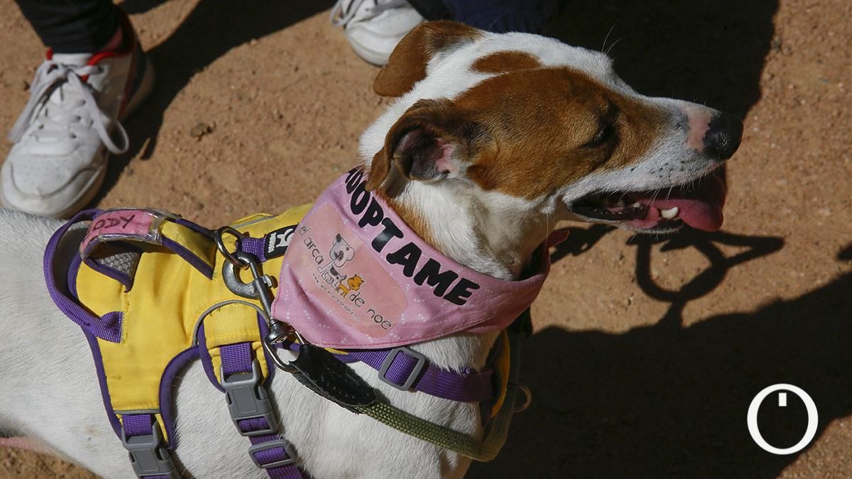 Jornada de sensibilización a la ciudadanía para la adopción de animales de compañía