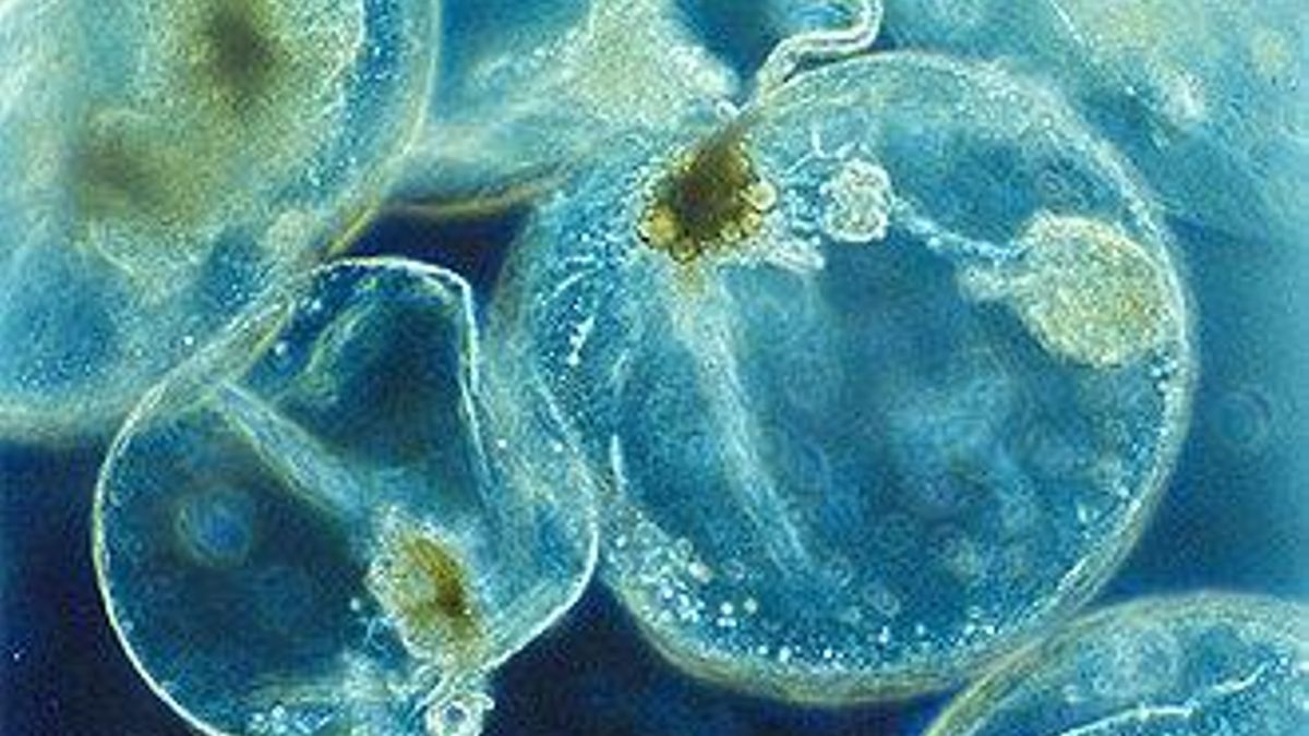 Los dinoflagelados son los culpables de que la Mosquito Bay sea bioluminiscente