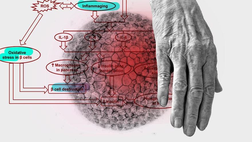 'Inflammaging': cómo la inflamación crónica acelera el envejecimiento (y qué hacer para evitarlo)
