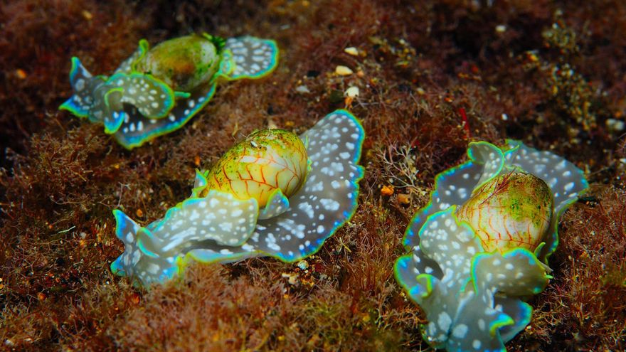 El 'Micromelo undatus', un diminuto caracol marino de llamativo colorido presente en la costa de Gran Canaria, opta a ser designado este jueves 'Molusco internacional del año'