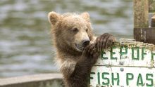 Un oso mordisquea un cartel en Frazer Lake. Los Osos Kodiak son tan grandes que rivalizan con sus primos polares. Alaska Region U.S. Fish & Wildlife Service