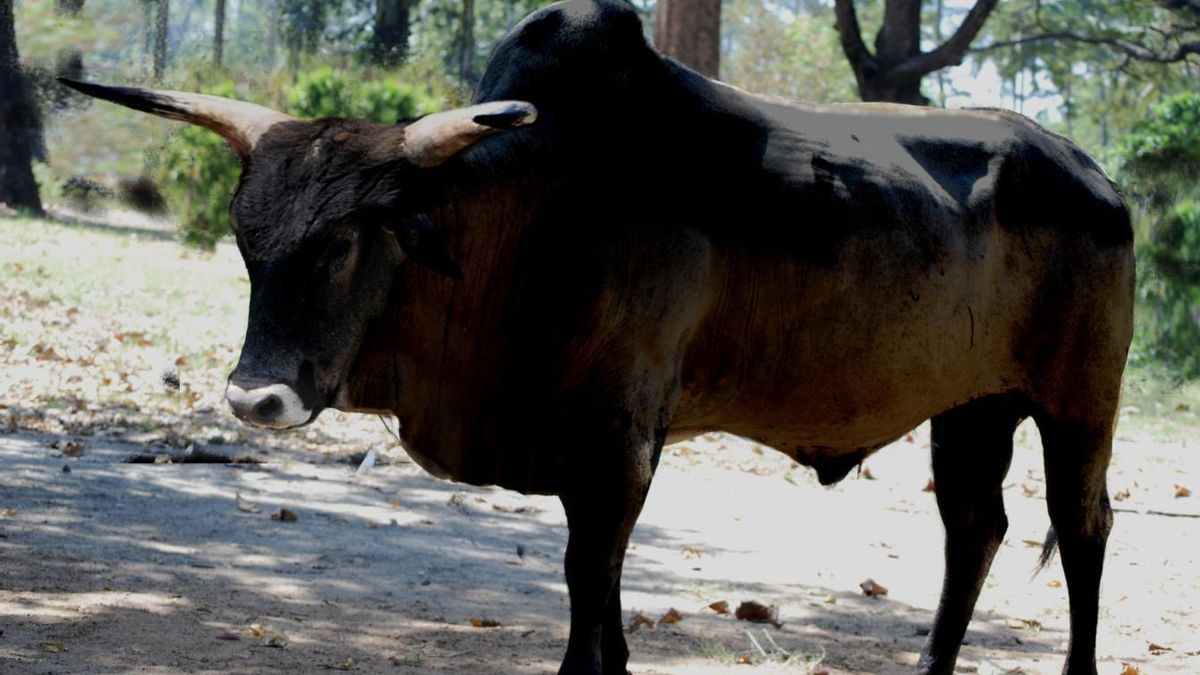El uro es precursor de las vacas modernas