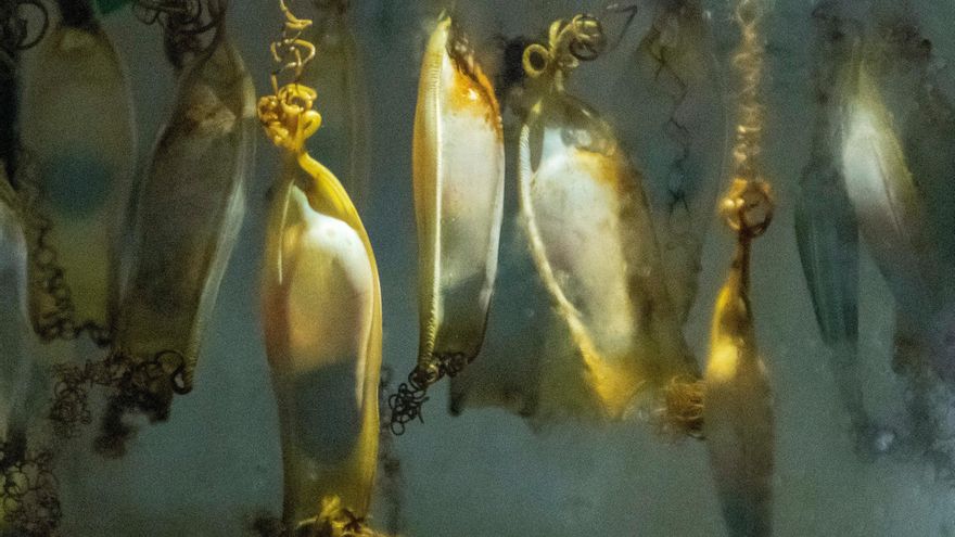 La pesca amenaça els taurons i l'escalfament del mar els expulsa de la Mediterrània