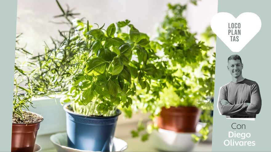 ¿Qué plantas resistentes al sol y que necesiten poca agua puedo poner en las ventanas?