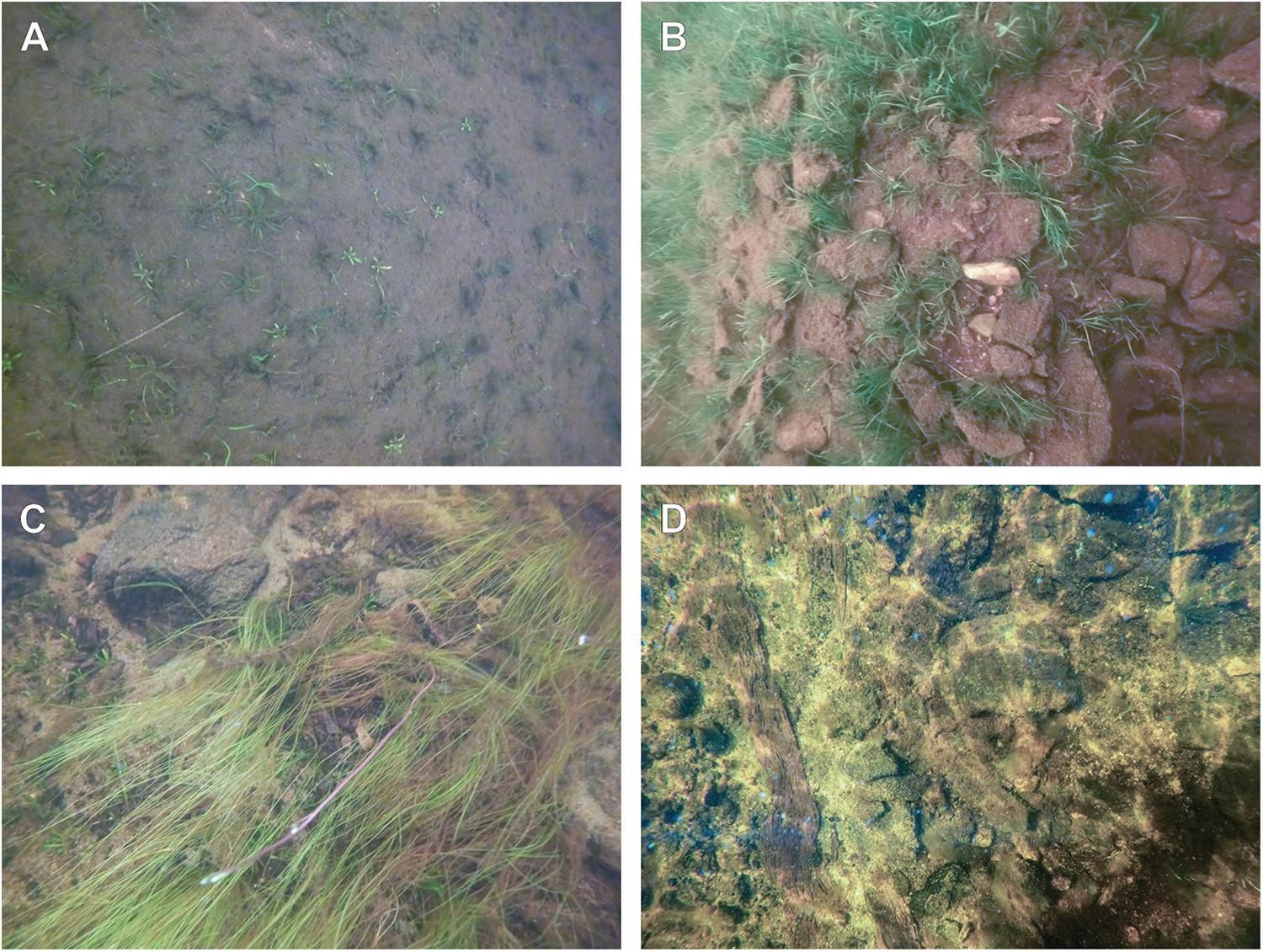 Ejemplos de desafíos para la alineación de imágenes en aguas poco profundas: (A) sedimentos homogéneos de grano fino en el lecho del lago con textura limitada; (B) superficies homogéneas parcialmente oscurecidas por vegetación y sedimentación; (C) vegetación densa con movimiento significativo, que impide una reconstrucción fiable; (D) cáusticas de aguas poco profundas que producen patrones de iluminación dinámicos que alteran la consistencia de la imagen.