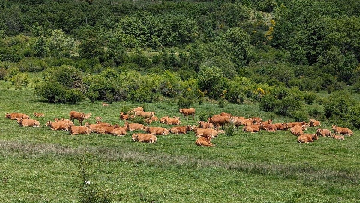 Asaja presiona al PP para que permita quemar el monte para pastos en Castilla y León en la misma línea que Vox en Agricultura