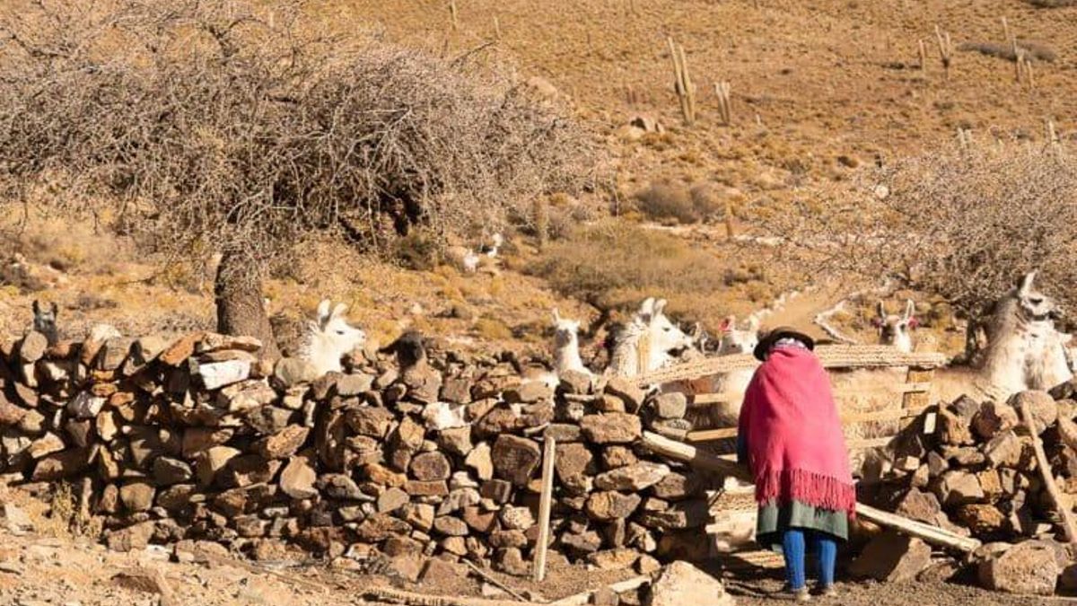 Expertos y opositores al Gobierno temen que la sanción del proyecto de ley de Milei facilite el desalojo de comunidades de los pueblos indígenas en tierras rurales. Foto: cortesía Clemente Flores