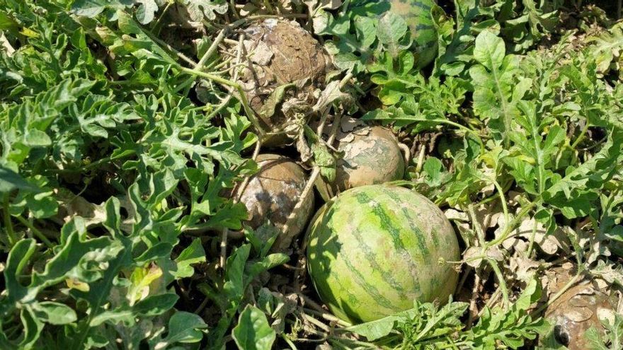 Las tormentas de las últimas semanas dejan daños en 15.000 hectáreas de cultivos en Castilla-La Mancha