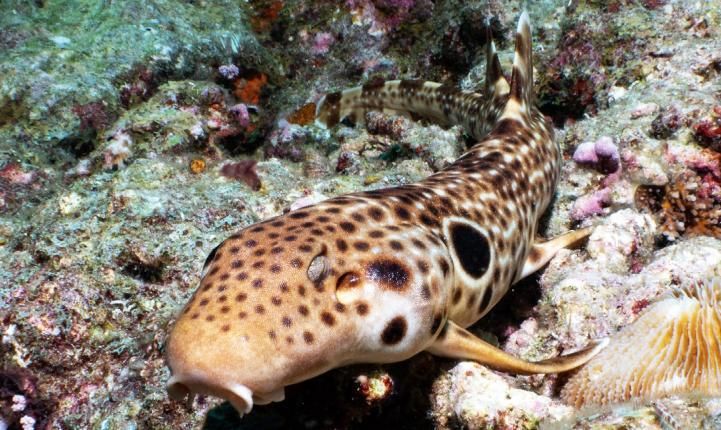 Otra fotografía de la nueva especie de tiburón caminante compartida por los investigadores del estudio.