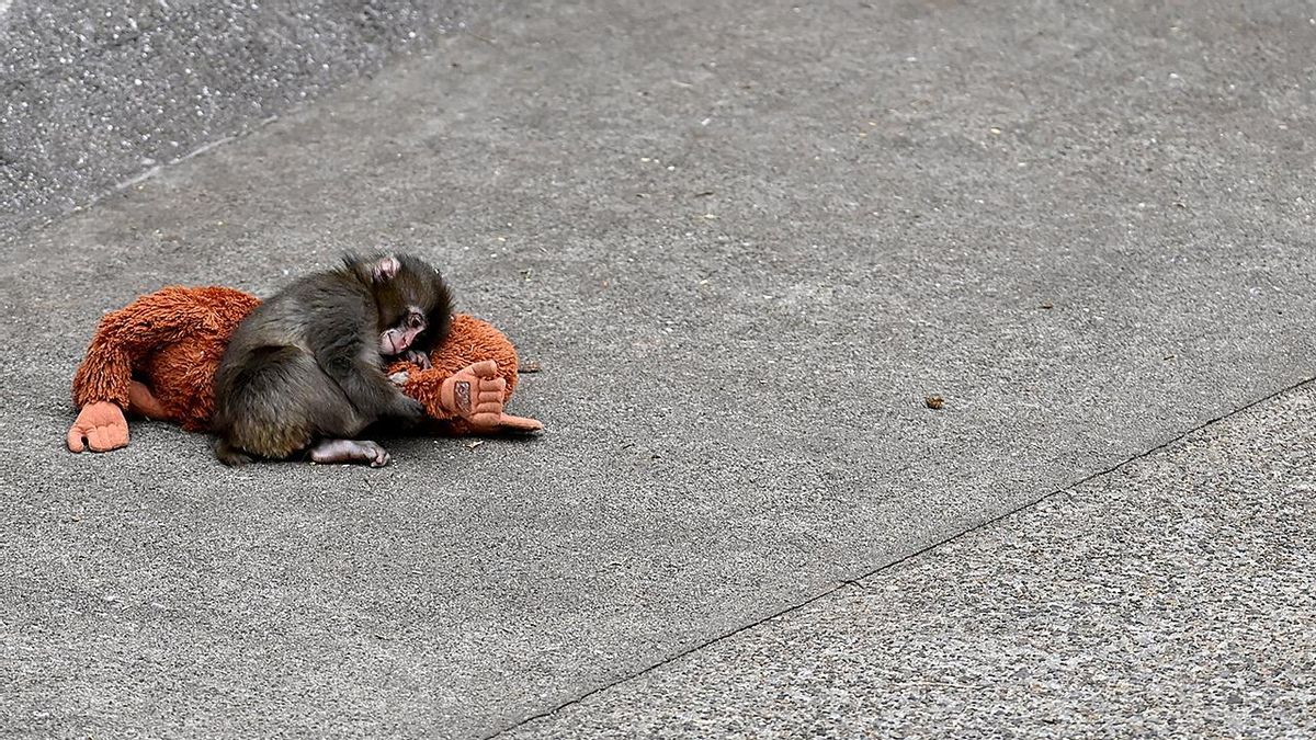 Lo peor de la historia del mono Punch no es el abandono de su madre ni el ‘bullying’ de otros macacos