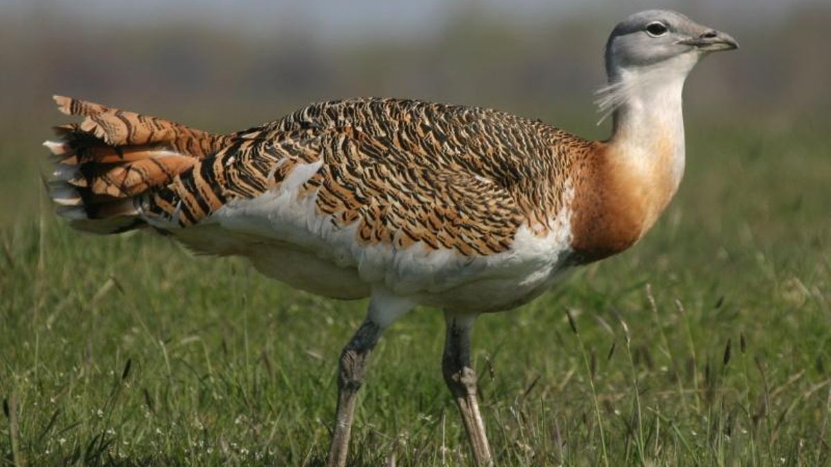 Mis animales cercanos 1: la avutarda