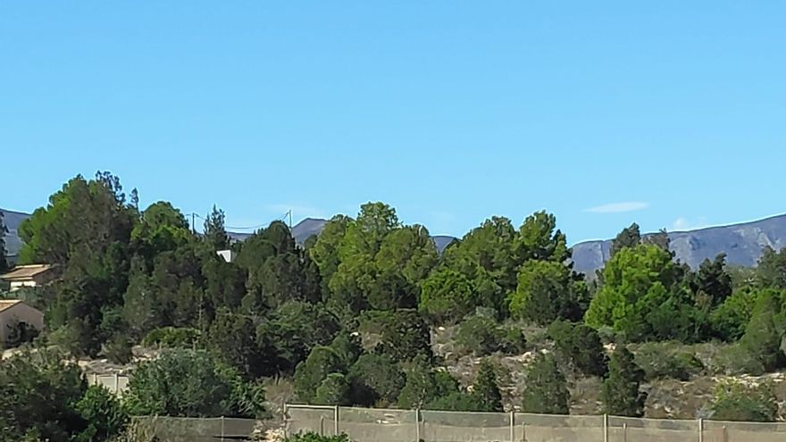 El Sabinar de Canteras, ¿en riesgo de desaparición?