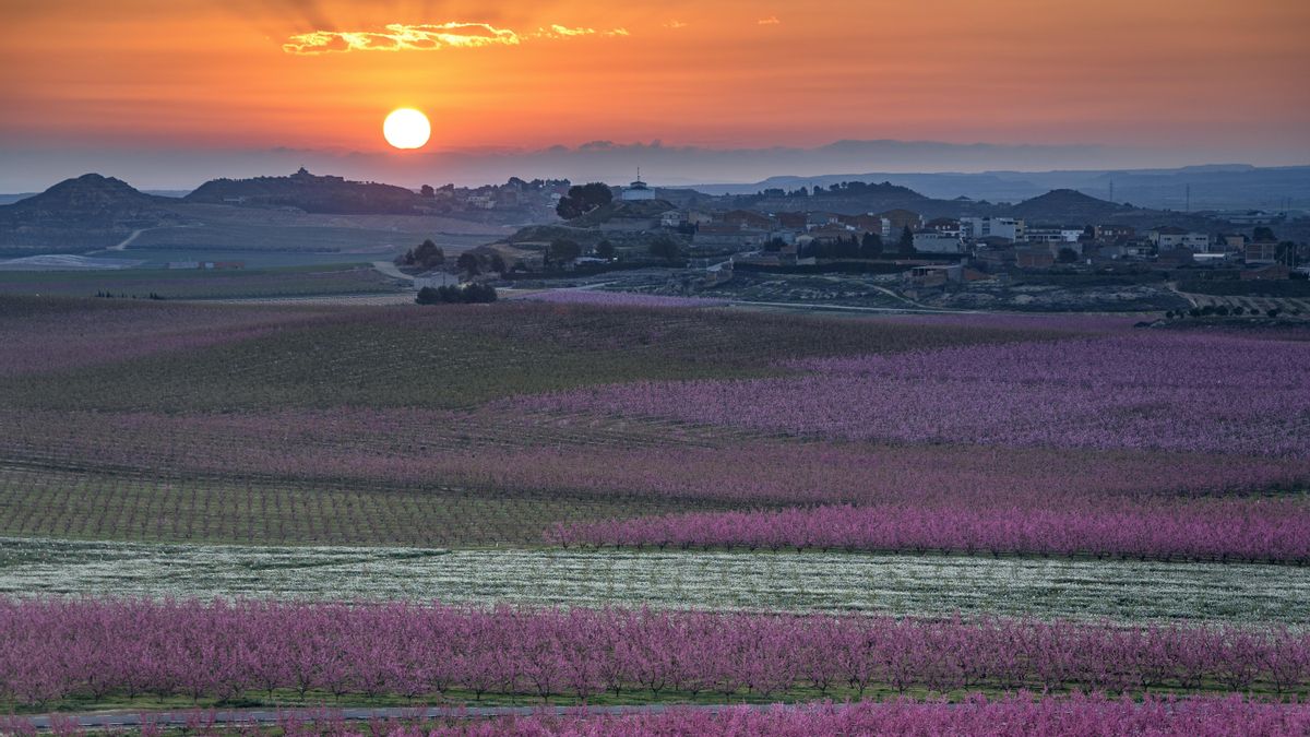 Sortida de Sol als camps d'arbres fruiters (presseguers) florits, prop del poble de Sunyer a la primavera (Segre, Catalunya)