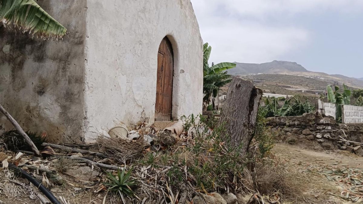 Tala de un drago de medio siglo junto a la antigua ermita de San Marcos, en Gáldar.