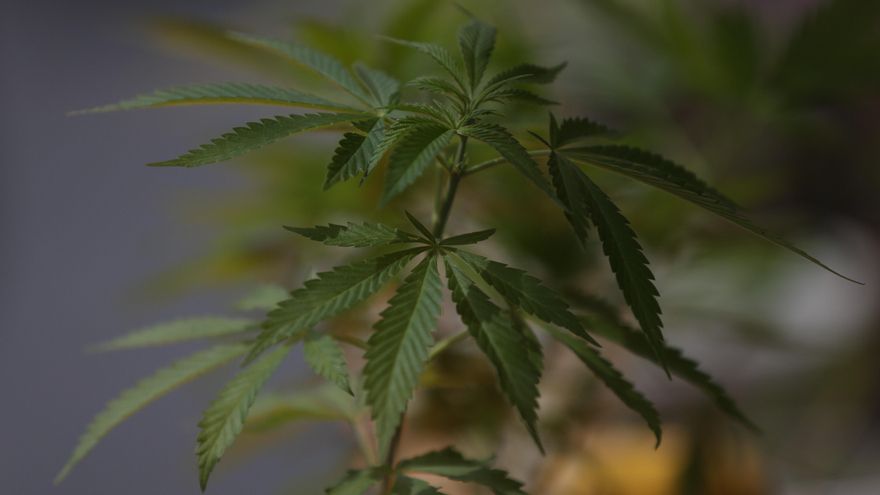 El cannabis medicinal, una oportunidad de oro verde en el campo colombiano