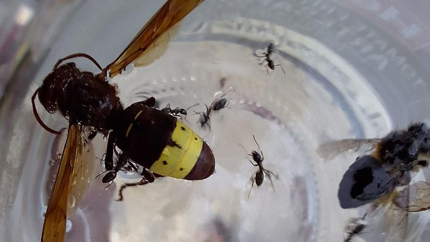 Preguntas y respuestas sobre el avispón oriental que ya ha llegado a Córdoba