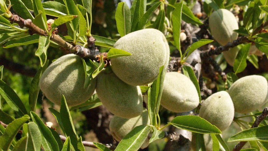 Cosecha de la almendra