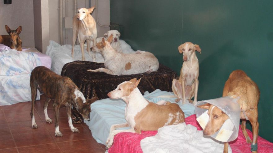 La protectora de Ravelo, dependiente del Cabildo de Tenerife, echa el cierre y busca hogar a unos 300 perros desamparados