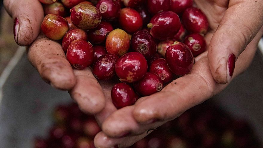 Los ingresos por exportaciones de café hondureño suben un 1,4 % en 7 meses de cosecha