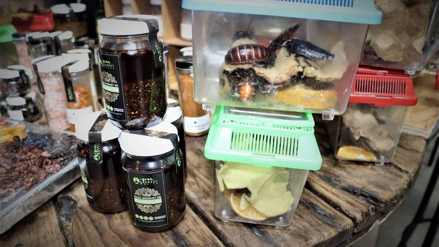 Insectos a la venta en el Mercado de San Juan en México.
