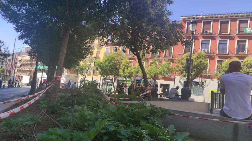 El huerto ha crecido en un parterre abandonado