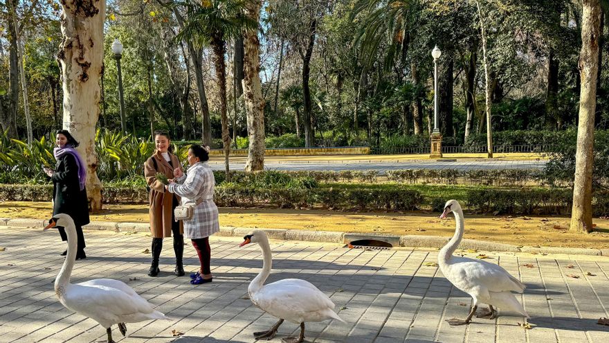 Sevilla concentra ya tres focos de gripe aviar al confirmarse el del parque de Miraflores