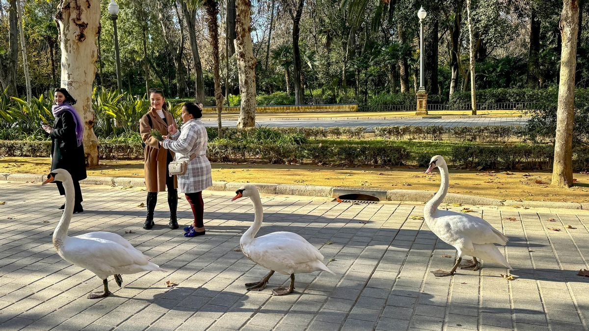 Tres cisnes pasean por los alrededores del parque de Maria Luisa.