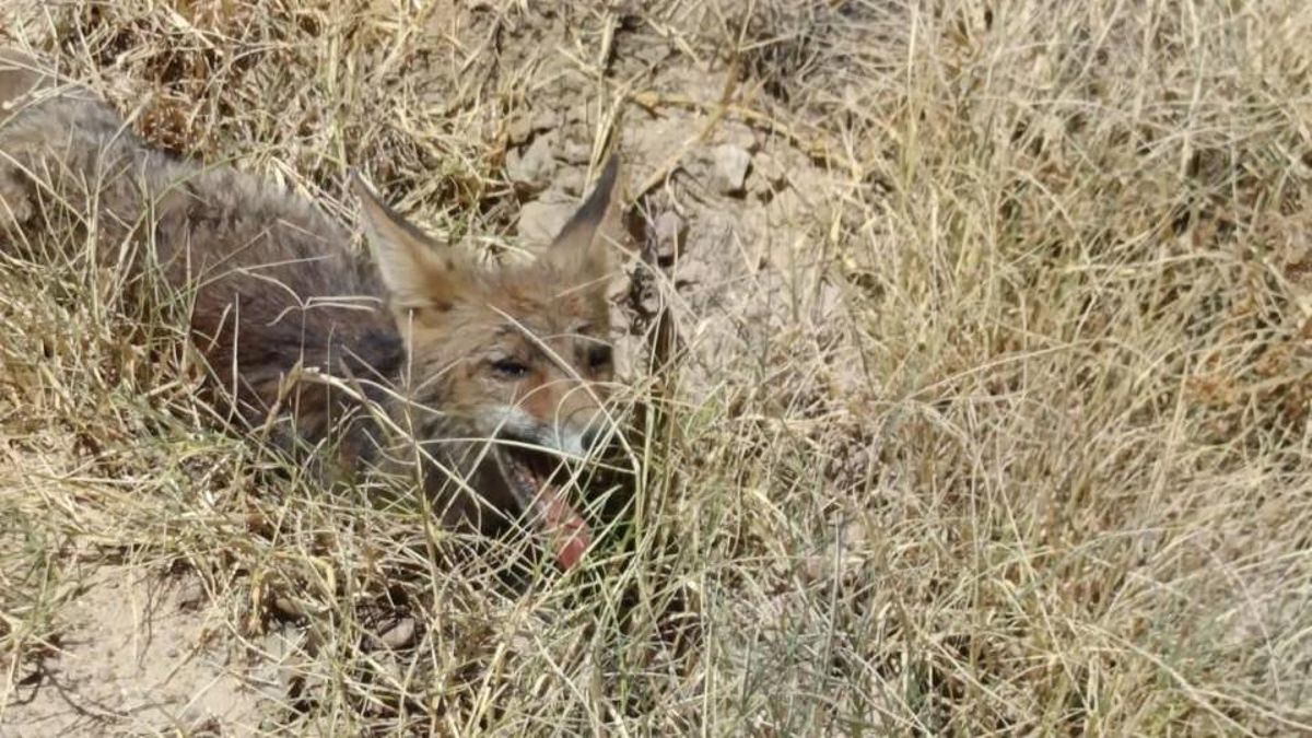 Rescatan un zorro atropellado en El Casar de Escalona, en Toledo, pero no consigue sobrevivir