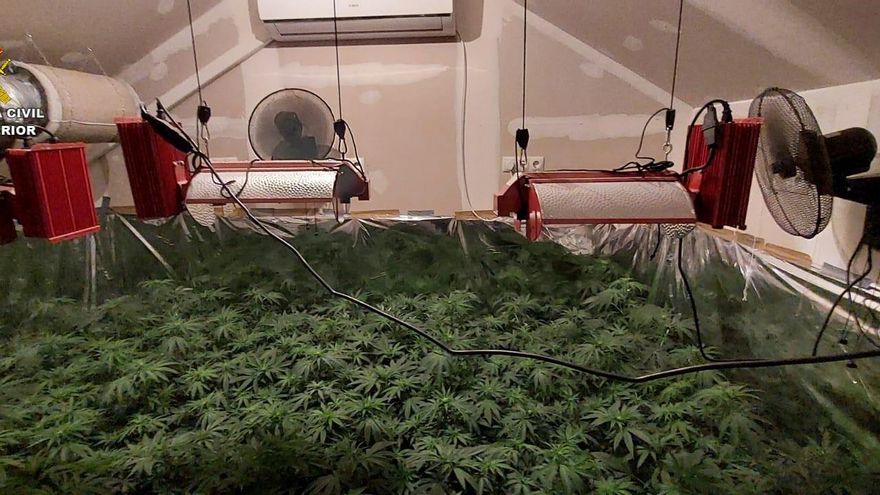 Una de las plantaciones localizadas en una casa en La Puebla del Río.