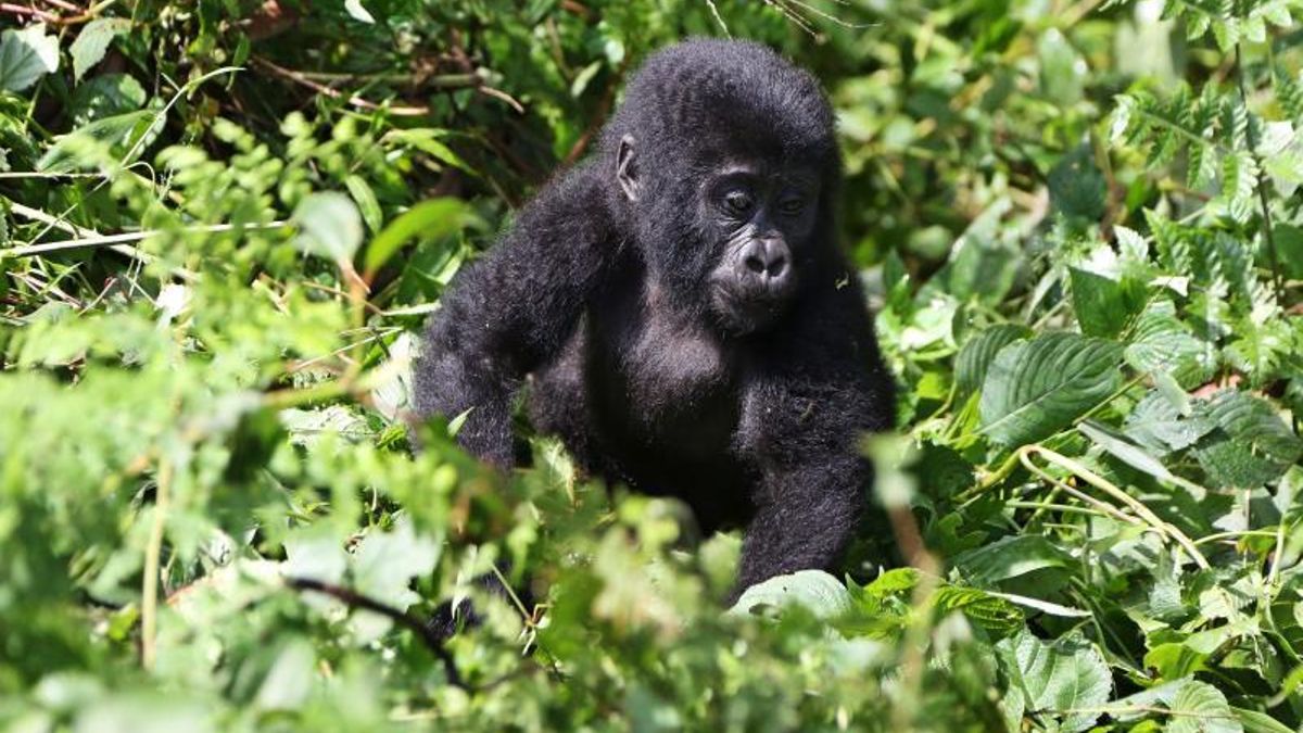 Un gorila en una foto de archivo